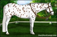 Horse Color:Silver Bay Splash Leopard Rabicano 