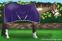 Horse Color:Bay Dun Frame 
