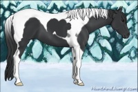 Horse Color:Black Tobiano 