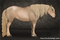 Horse Color:Liver Chestnut Pearl Sabino Rabicano