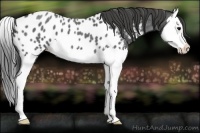Horse Color:Blue Roan Splash Near Leopard 