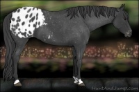 Horse Color:Blue Roan Appaloosa 