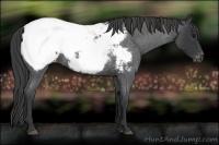Horse Color:Blue Roan Snowcap 