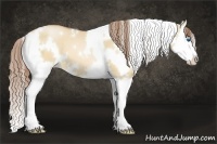 Horse Color:White Spotted Brown Pearl Dun Splash