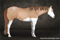 Horse Color:Bay Pearl Splash 