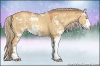 Horse Color:Gold Champagne Dun Sabino Rabicano