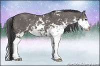 Horse Color:Grullo Sabino Rabicano 