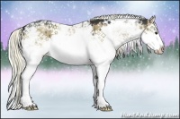 Horse Color:Liver Red Dun Sabino Splash Rabicano