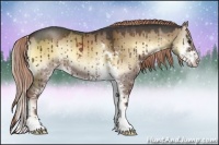 Horse Color:Liver Red Dun Onyx Sabino Rabicano