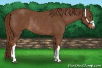 Horse Color:Chestnut Rabicano 
