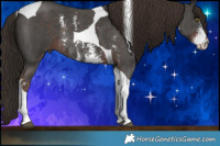 Horse Color:Liver Chestnut Sabino Tobiano Rabicano 