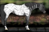 Horse Color:Blue Roan Near Leopard 