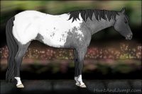 Horse Color:Blue Roan Snowcap