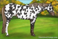Horse Color:Liver Chestnut Appaloosa