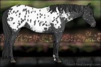 Horse Color:Blue Roan Appaloosa 