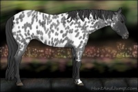 Horse Color:Blue Roan Near Leopard 