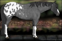 Horse Color:Blue Roan Appaloosa