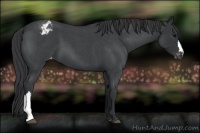 Horse Color:Blue Roan Varnish 