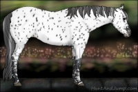 Horse Color:Blue Roan Appaloosa 