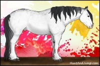 Horse Color:White Spotted Black 