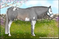 Horse Color:Buckskin Sabino Splash Appaloosa 
