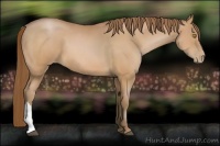 Horse Color:Bay Pearl 