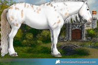 Horse Color:Buckskin Roan Splash Frame Appaloosa 