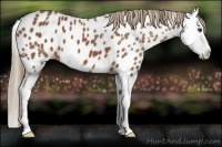 Horse Color:Chestnut Sabino Splash Appaloosa 
