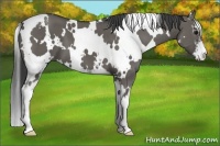 Horse Color:White Spotted Grullo Sabino 