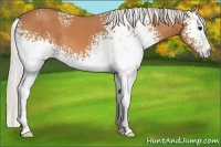 Horse Color:White Spotted Silver Bay 