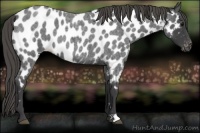 Horse Color:Smoky Blue Roan Near Leopard 