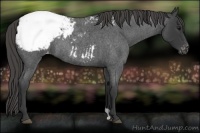 Horse Color:Smoky Blue Roan Appaloosa Rabicano 