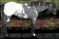 Horse Color:White Spotted Blue Roan Appaloosa