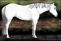 Horse Color:White Spotted Smoky Blue Roan Near Fewspot 