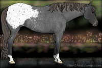 Horse Color:Smoky Blue Roan Appaloosa 
