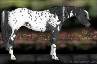 Horse Color:White Spotted Blue Roan Appaloosa