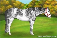 Horse Color:White Spotted Smoky Black Splash 