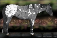 Horse Color:White Spotted Blue Roan Appaloosa