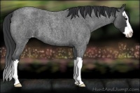 Horse Color:Blue Roan Splash Varnish 