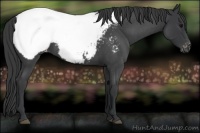 Horse Color:Blue Roan Appaloosa 
