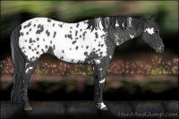 Horse Color:White Spotted Blue Roan Near Leopard 