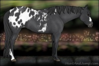 Horse Color:Blue Roan Appaloosa