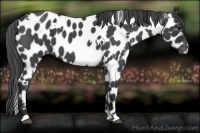 Horse Color:White Spotted Blue Roan Near Leopard 