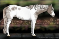Horse Color:Silver Grullo Sabino Tobiano Frame Rabicano