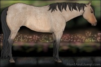 Horse Color:Bay Roan Dun 