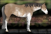 Horse Color:Sable Champagne Sabino 