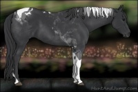 Horse Color:Black Tobiano 