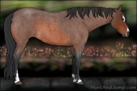 Horse Color:Bay Roan Sabino