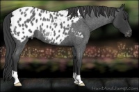 Horse Color:Blue Roan Appaloosa