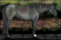 Horse Color:Blue Roan 